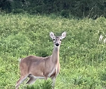 Country Aire RV Park