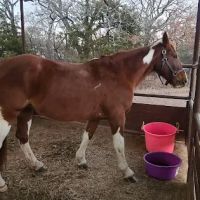 Bluestem Grove Equestrian Camping ico