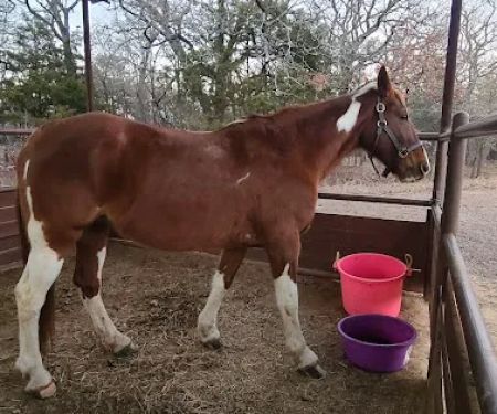 Bluestem Grove Equestrian Camping