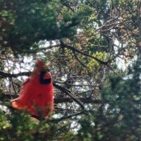 Chaparral Trail Campground - Possum Kingdom S.P. ico