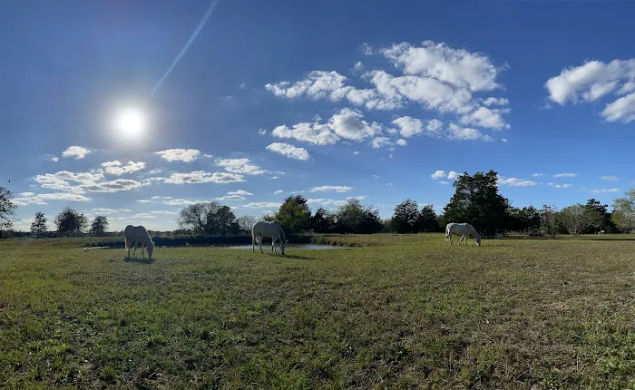 White Horse Ranch and Camping Picture 4