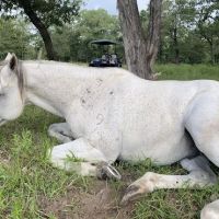 White Horse Ranch and Camping ico