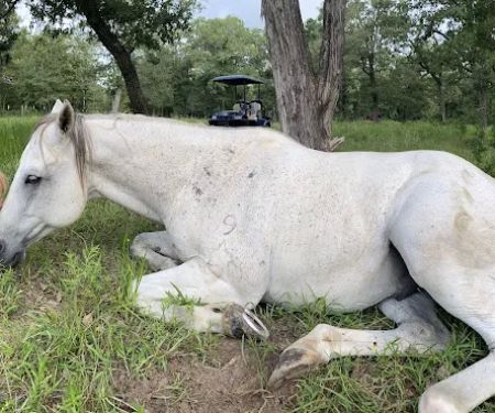 White Horse Ranch and Camping
