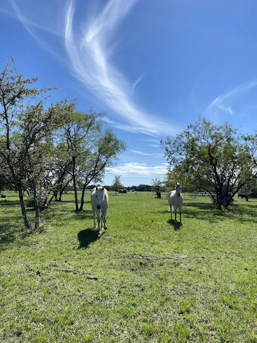 White Horse Ranch and Camping Picture 10