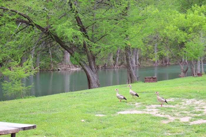 River Road Camp Inc Picture 9