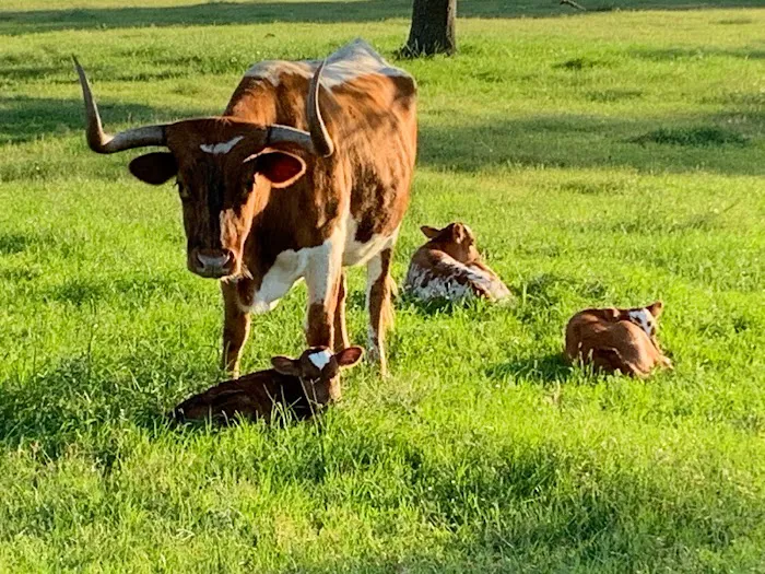 Bluff Creek Ranch (Mountain Biking Trails) Picture 7