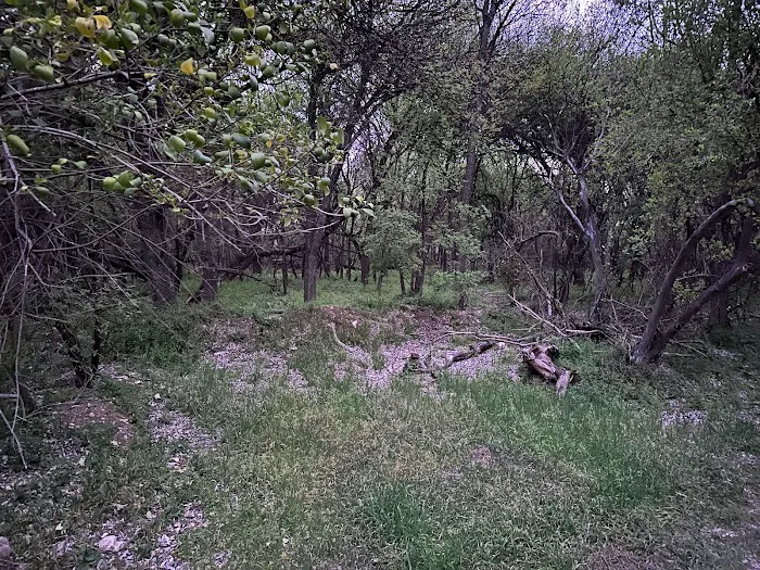 Lost Woods Campground Picture 8