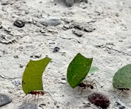 Wagon Ford Campground