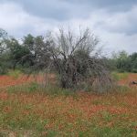 Pace Bend Improved Camping (RV)