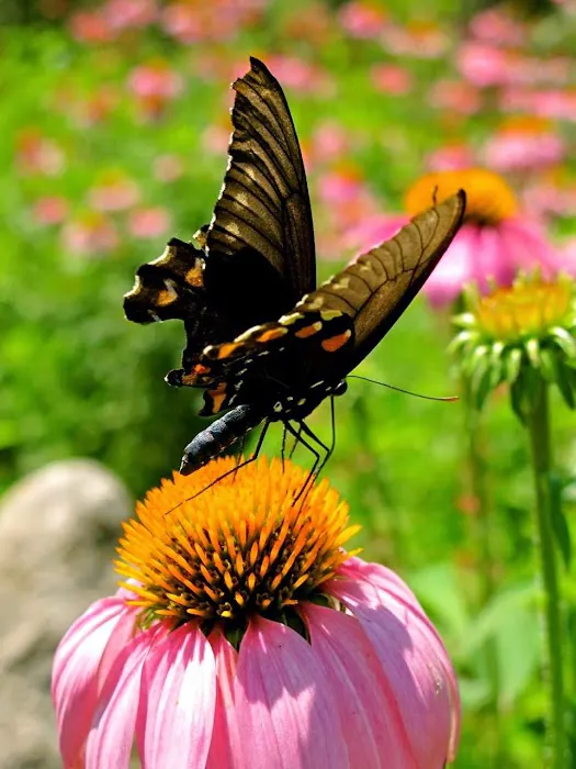 Krause Springs Picture 4