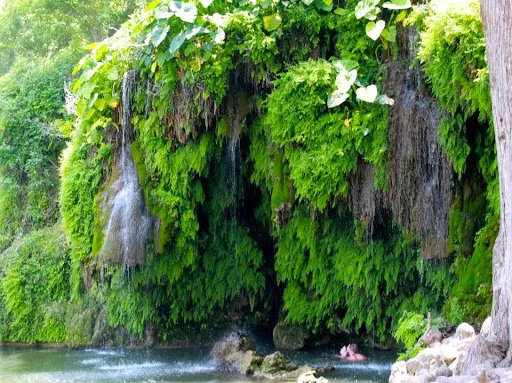 Krause Springs Picture 7