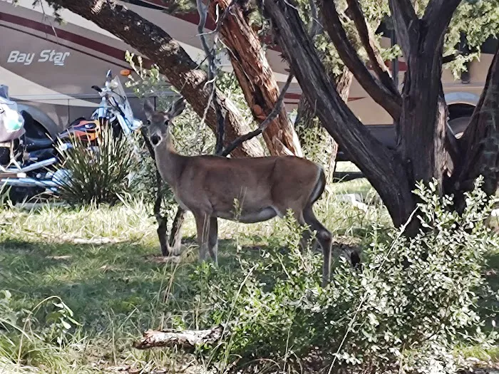 Thousand Trails Medina Lake (RV Campground) Picture 7