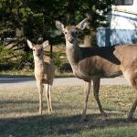 Thousand Trails Medina Lake