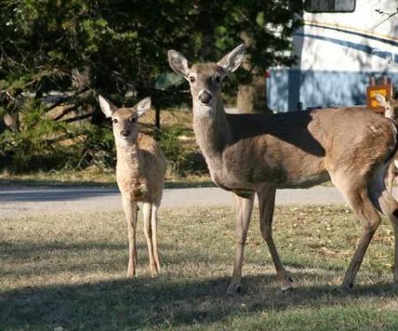 Thousand Trails Medina Lake