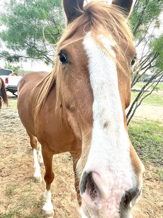 LaRock RV & Horse Camp Picture 5