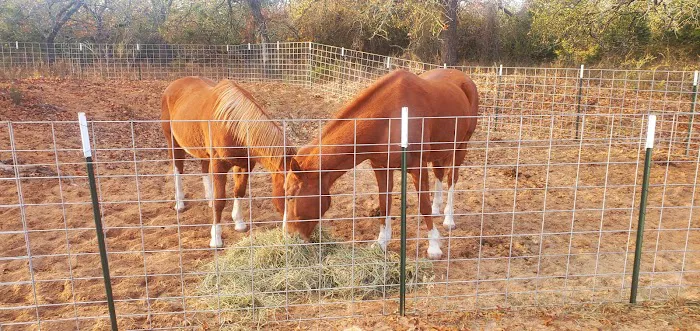 LaRock RV & Horse Camp Picture 9