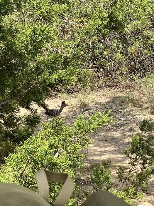 Hill Country Wilderness Camp Area Picture 1