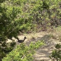 Hill Country Wilderness Camp Area ico