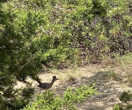 Hill Country Wilderness Camp Area