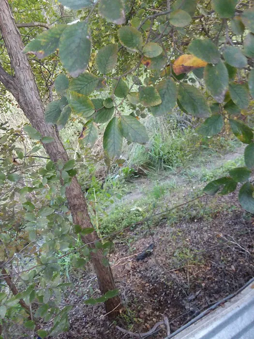 Granite Shoals Campgrounds Picture 6