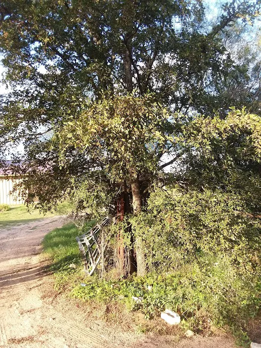 Granite Shoals Campgrounds Picture 4