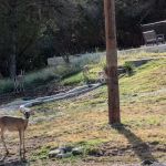 HEB Partner Lodge Kerrville
