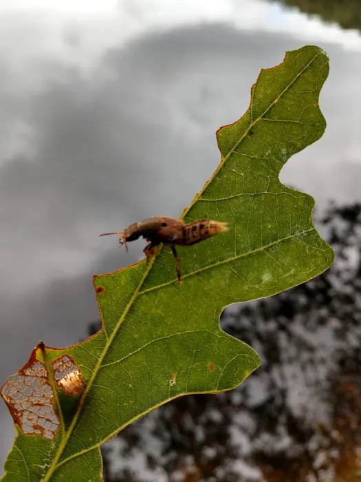 Allaire State Park Campground Picture 3
