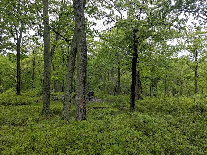 Dutch Doctor Shelter Picture 1