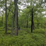 Dutch Doctor Shelter