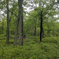 Dutch Doctor Shelter ico