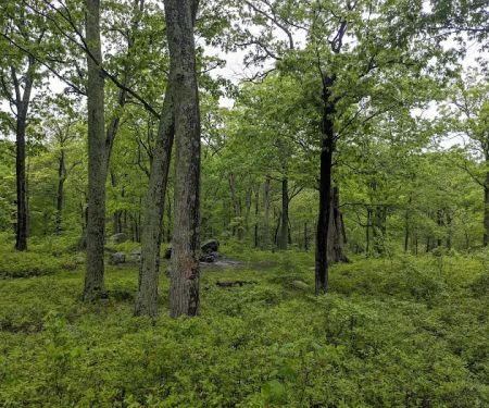 Dutch Doctor Shelter