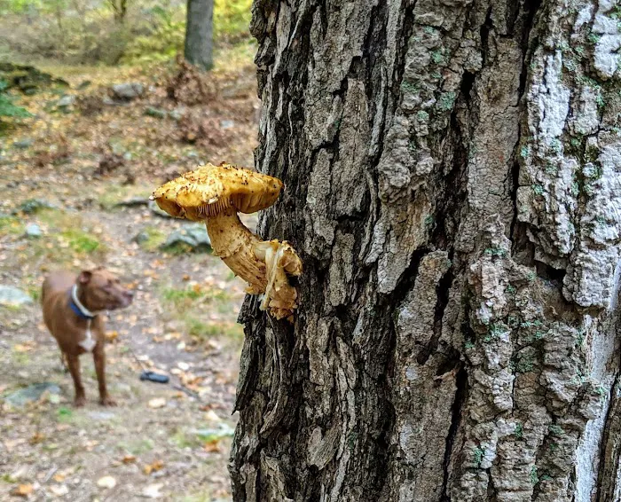 Dutch Doctor Shelter Picture 3