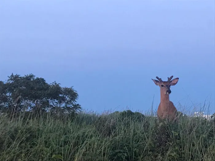 Fire Island Picture 3