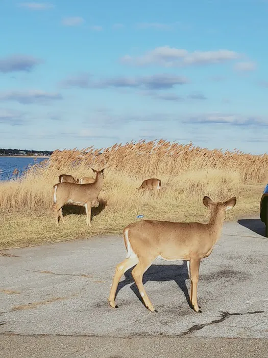 Smith Point County Park Campground Picture 8