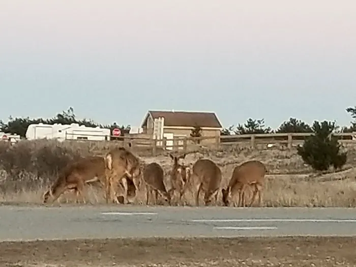 Smith Point County Park Campground Picture 6