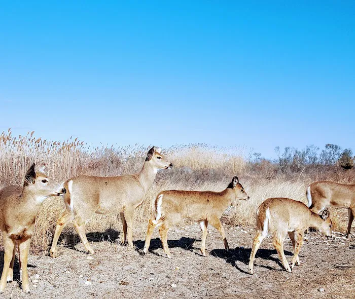 Smith Point County Park Campground Picture 3