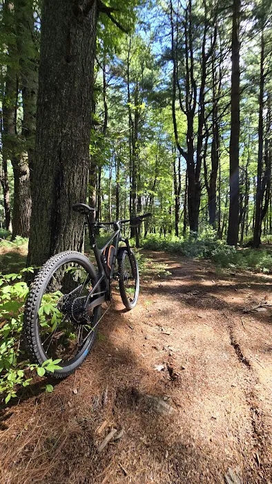 Cathedral pines Picture 5