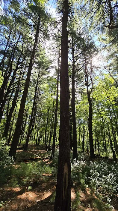 Cathedral pines Picture 1
