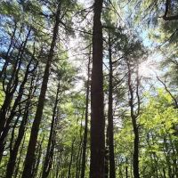 Cathedral pines ico