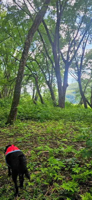 Howard Island South Campsite Picture 10