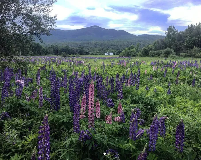 Sacred Nectar Sanctuary Picture 9