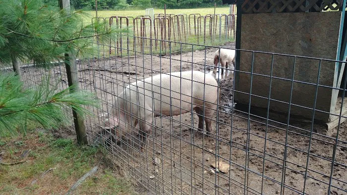 Tamworth Campground (A Modern America Campground) Picture 8