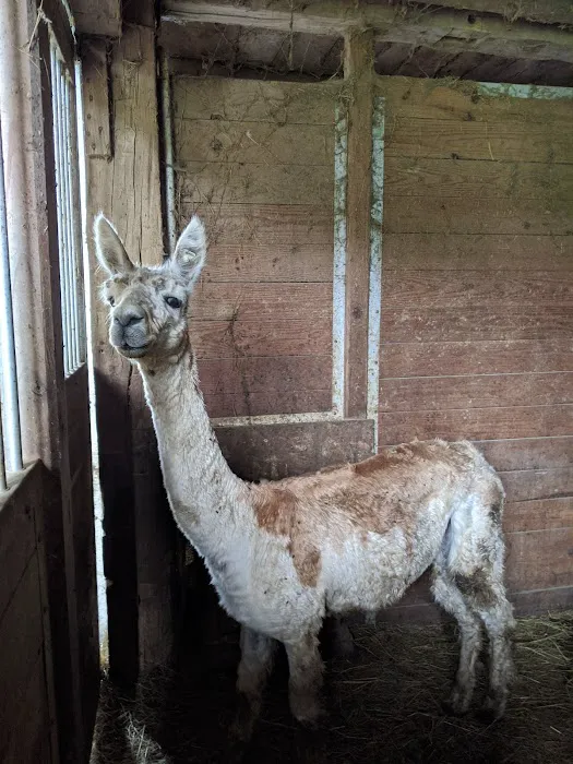 Asheville West KOA Holiday Picture 8