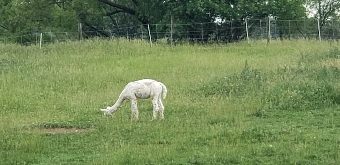 Asheville West KOA Holiday Picture 4