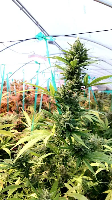 Stoney Creek Oasis Picture 5