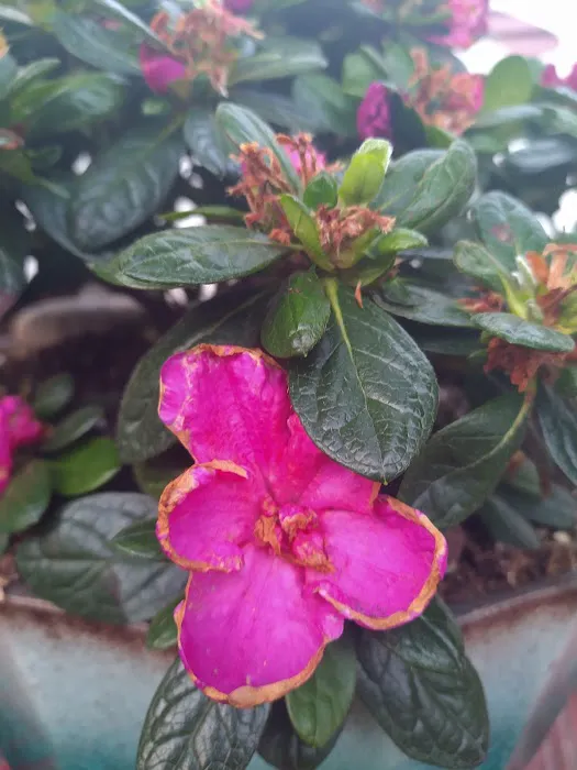 Cartoogechaye Creek Campground Picture 3