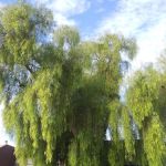 US Army Corps of Engineers