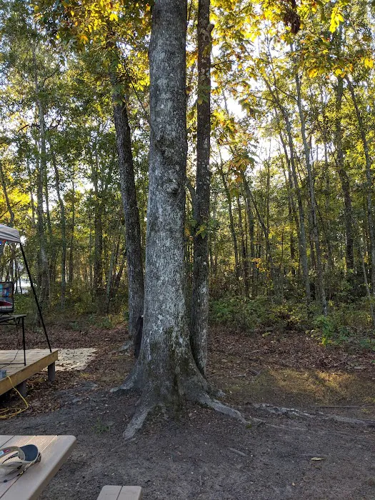 Wyboo Pointe Campground & Marina LLC Picture 9