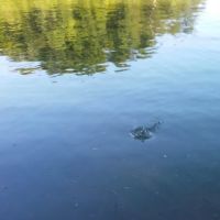 US Campgrounds ico