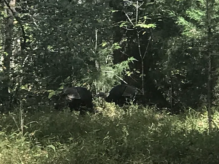 Tennessee Hills Campgrounds Picture 8